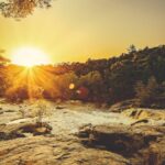 sunray through trees